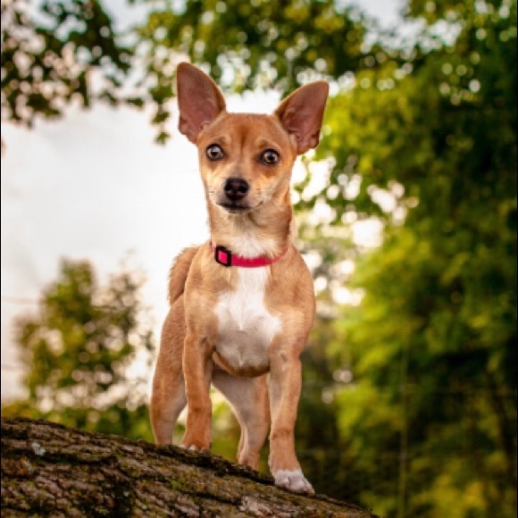 Meet your Posher, Janet - Picture 1 of 1